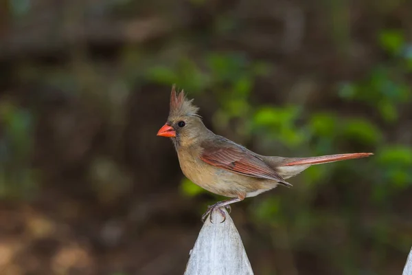 Weiblicher nördlicher Kardinal (cardinalis cardinalis)) — Stockfoto