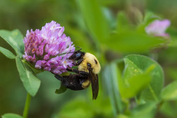 Μέλισσα σε λουλούδι τριφυλλιού — Φωτογραφία Αρχείου
