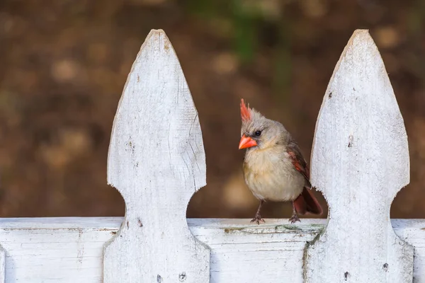 Cardenal del Norte (cardinalis cardinalis) en un piquete — Foto de Stock