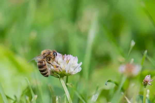 Honungsbiet (Apis mellifera) på små klöver blomman — Stockfoto