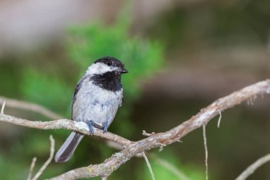 Siyah şapkalı bülbül (Poecile atricapillus ) 