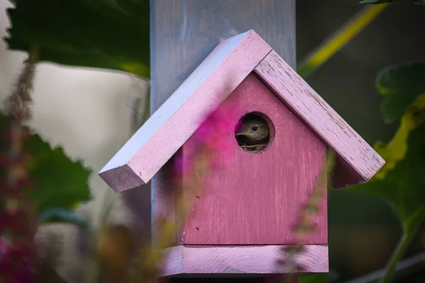 Домашний писак, выглядывающий из розового птичьего домика — стоковое фото
