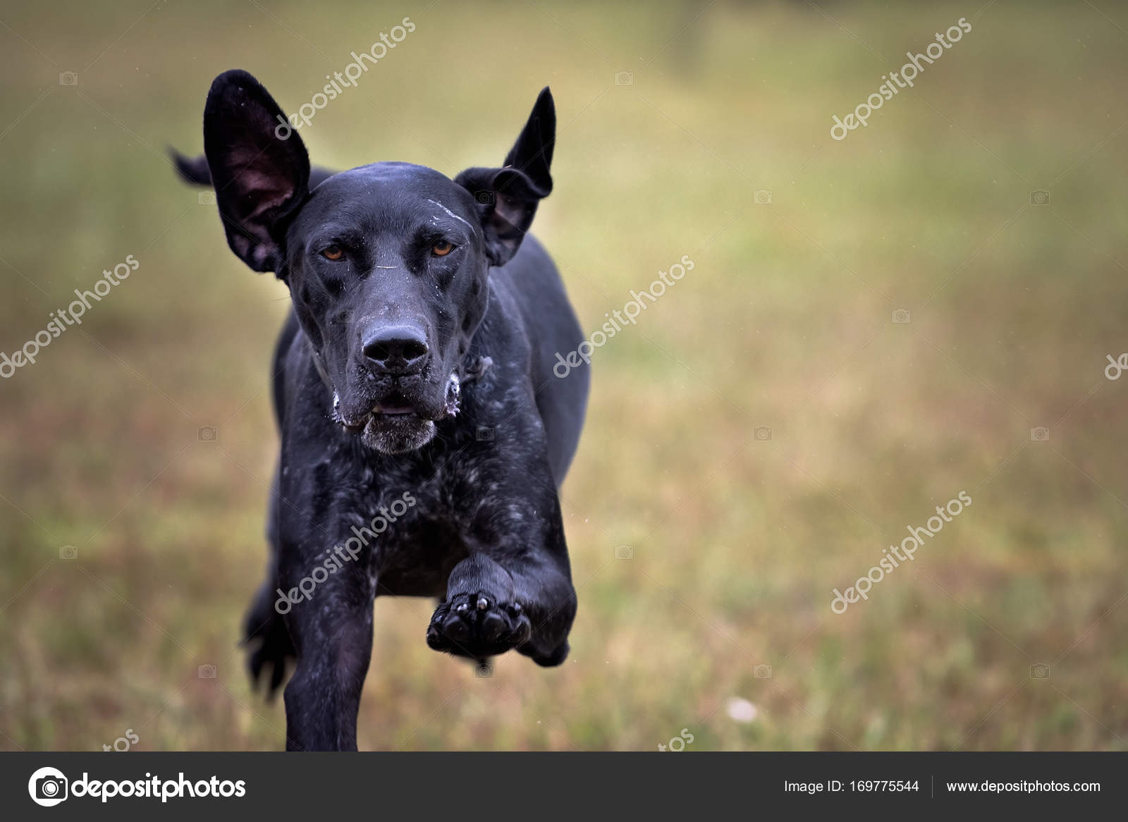 German Shorthair Pointer Dog Stock Photo C Chinook203 169775544
