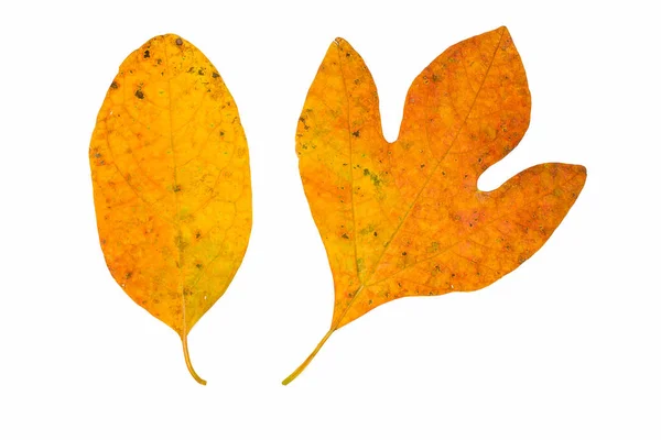 Beyaz arka plan üzerinde izole sassafras yaprak