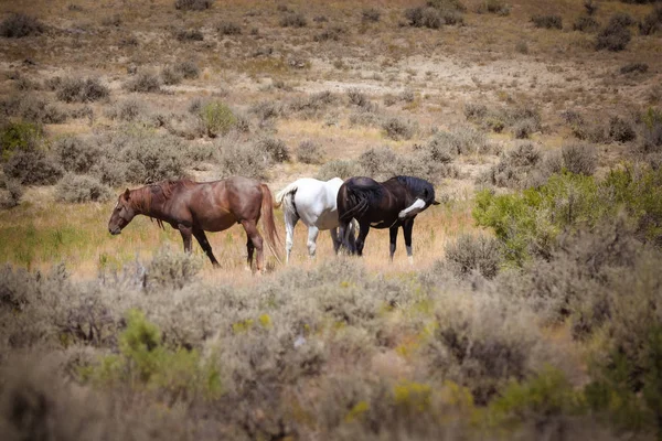 Caballos salvajes en Sand Wash Basin Colorado — Foto de Stock