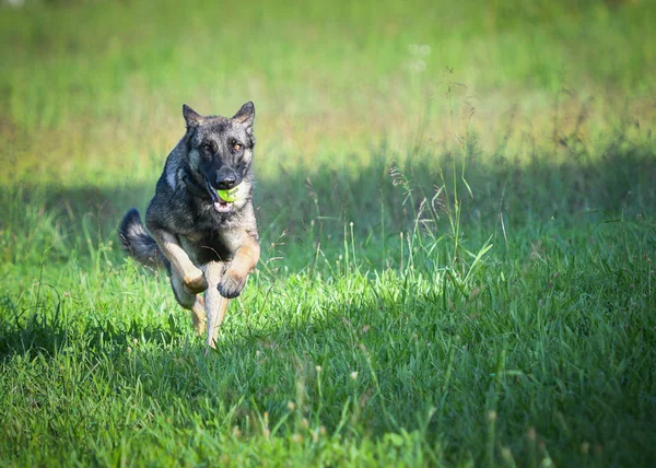 Pastor alemán perro corriendo a cámara con pelota de tenis — Foto de Stock