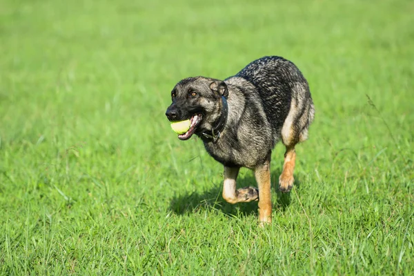 Schäferhund läuft mit Tennisball im Gras — Stockfoto