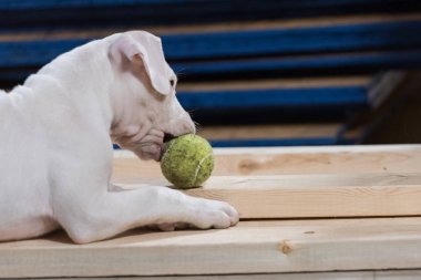 Beyaz Dogo Argentino yavru bir tenis topu çiğniyor
