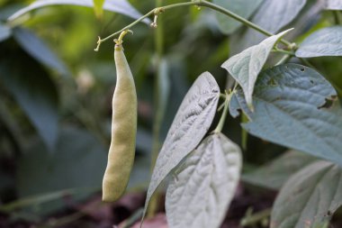 Yeşil fasulye tohumu üzerinde bitki yetiştirme
