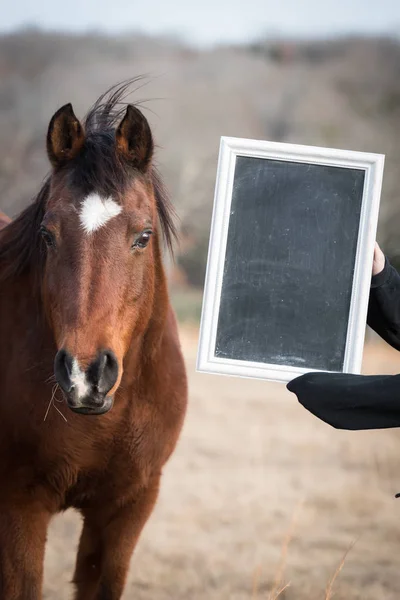 Pizarra en blanco que se mantiene al lado de un caballo para un anuncio — Foto de Stock