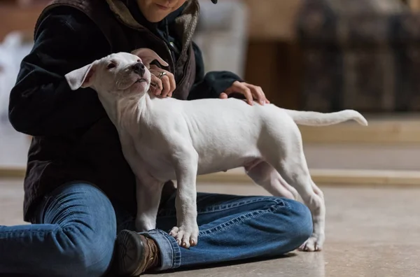Dogo Argention köpek yavrusu bir kadının kucağına standları