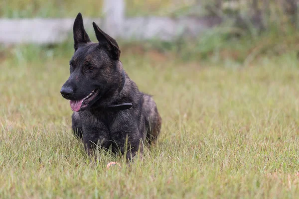 荷兰牧羊犬 — 图库照片