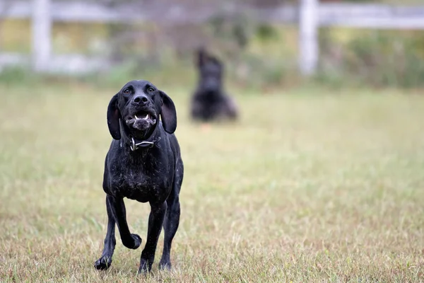 German Shorthair Pointer dog running — Stock Photo, Image
