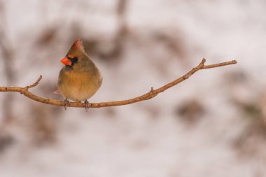Bir sopa üzerinde tünemiş kadın Kuzey Kardinal Kuşu
