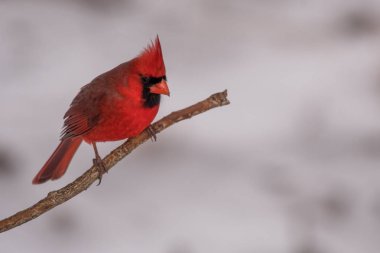 Erkek Kuzey bir sopa üzerinde tünemiş Kardinal