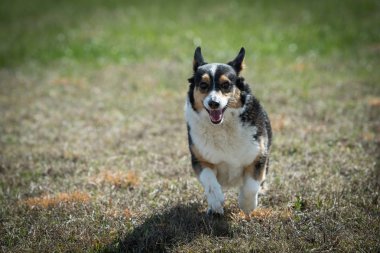 Corgi köpek çimenlerde çalıştıran