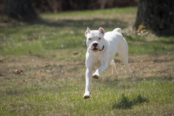 Beyaz Köpek Dogo Argentino Çalışan — Stok fotoğraf