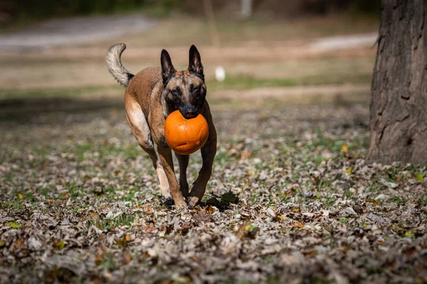 Malinois belga carregando uma abóbora — Fotografia de Stock