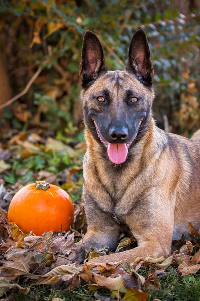 Belgian Malinois portrait in the fall — Stock Photo, Image