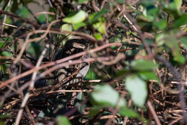 Pardal da casa escondido em arbusto de madressilva grossa — Fotografia de Stock