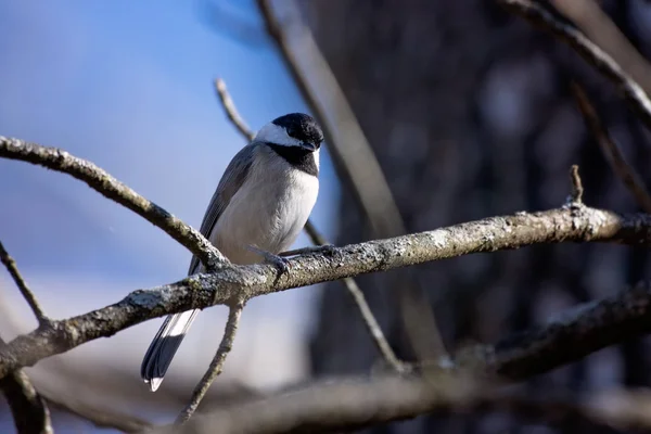 Mésange perchée dans un arbre de près — Photo