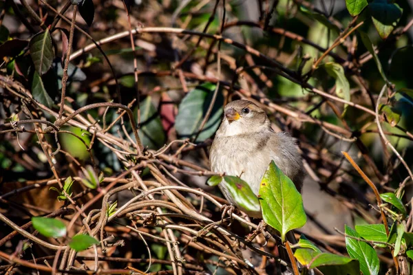 Vrouwelijke mus hoog in dikke wijnstok bush — Stockfoto