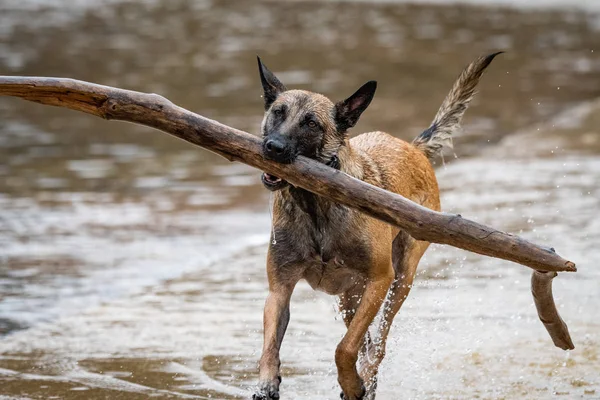 Belgian Malinois carrying a large stick in the water — Stock Photo, Image