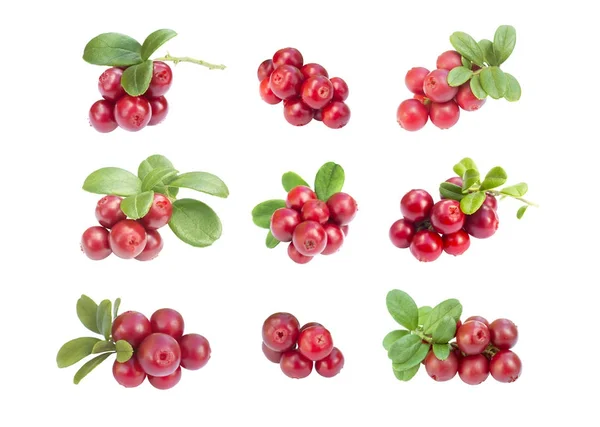 Many Fresh Ripe Branches Cranberries Cowberries Leaves Isolated White — Stock Photo, Image