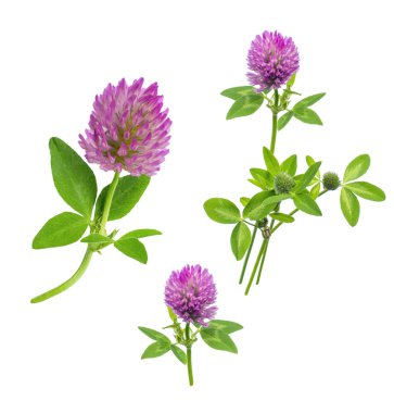 parlak taze çayır veya orman çiçekler kırmızı beyaz arka planda, düzenleme için hazır izole yonca