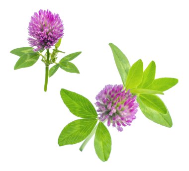 parlak taze çayır veya orman çiçekler kırmızı beyaz arka planda, düzenleme için hazır izole yonca