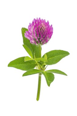 parlak taze çayır veya orman çiçekler kırmızı beyaz arka planda, düzenleme için hazır izole yonca