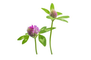 parlak taze çayır veya orman çiçekler kırmızı beyaz arka planda, düzenleme için hazır izole yonca