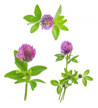 parlak taze çayır veya orman çiçekler kırmızı beyaz arka planda, düzenleme için hazır izole yonca