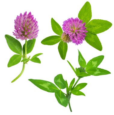 parlak taze çayır veya orman çiçekler kırmızı beyaz arka planda, düzenleme için hazır izole yonca