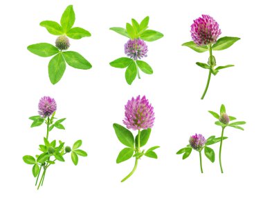 parlak taze çayır veya orman çiçekler kırmızı beyaz arka planda, düzenleme için hazır izole yonca