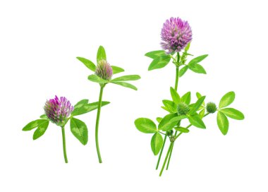 parlak taze çayır veya orman çiçekler kırmızı beyaz arka planda, düzenleme için hazır izole yonca