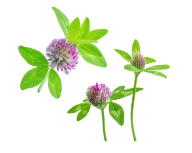 parlak taze çayır veya orman çiçekler kırmızı beyaz arka planda, düzenleme için hazır izole yonca