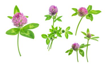 parlak taze çayır veya orman çiçekler kırmızı beyaz arka planda, düzenleme için hazır izole yonca