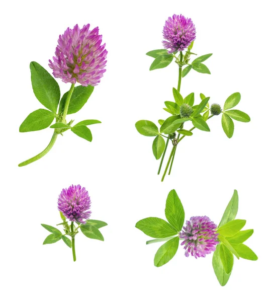 Bright Fresh Meadow Forest Flowers Red Clover Isolated White Background — Stock Photo, Image