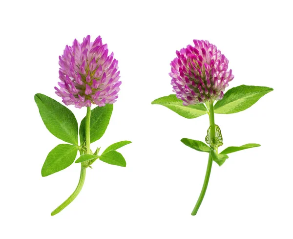 parlak taze çayır veya orman çiçekler kırmızı beyaz arka planda, düzenleme için hazır izole yonca