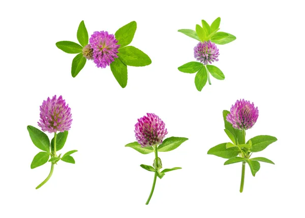 parlak taze çayır veya orman çiçekler kırmızı beyaz arka planda, düzenleme için hazır izole yonca