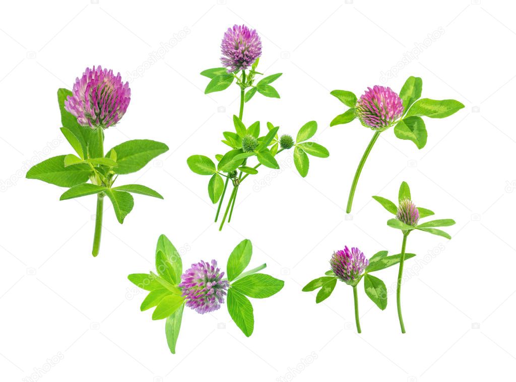 bright fresh meadow or forest flowers red clover isolated on white background, ready for editing