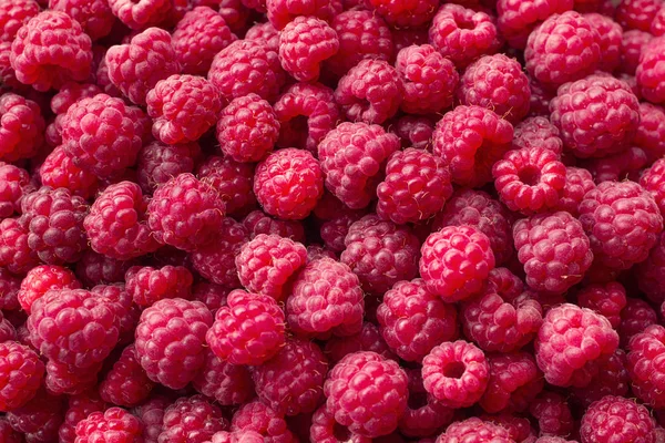 Naturalistic Background Isolated Raspberries Scattered All Plane Bright Juicy Background — Stock Photo, Image