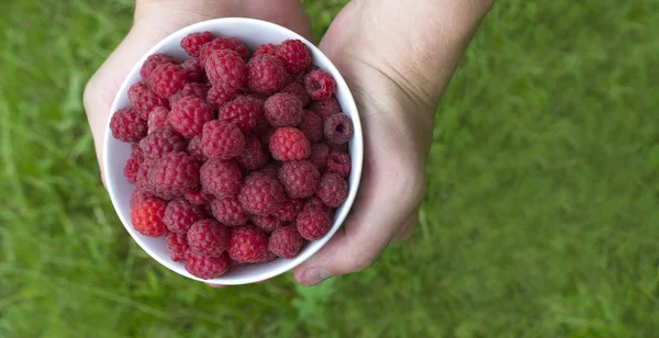 Piala Full Bright Ripe Raspberries Background Juicy Green Summer Grass — Stock Photo, Image