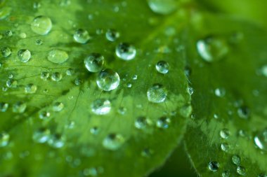 yeşil, zümrüt yonca yaprağı kaplı parlak çiğ veya yağmur damlaları: yaprakları yağmur, makro, doğal arka sonra