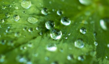 yeşil, zümrüt yonca yaprağı kaplı parlak çiğ veya yağmur damlaları: yaprakları sonra yağmur, makro, doğal arka planlar yakın çekim