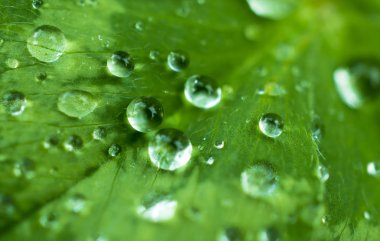 yeşil, zümrüt yonca yaprağı kaplı parlak çiğ veya yağmur damlaları: yaprakları sonra yağmur, makro, doğal arka planlar yakın çekim