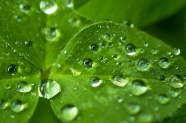 yeşil, zümrüt yonca yaprağı kaplı parlak çiğ veya yağmur damlaları: yaprakları sonra yağmur, makro, doğal arka planlar yakın çekim