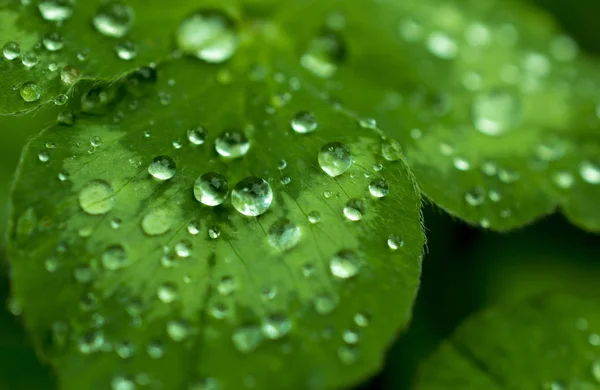 yeşil, zümrüt yonca yaprağı kaplı parlak çiğ veya yağmur damlaları: yaprakları yağmur, makro, doğal arka sonra