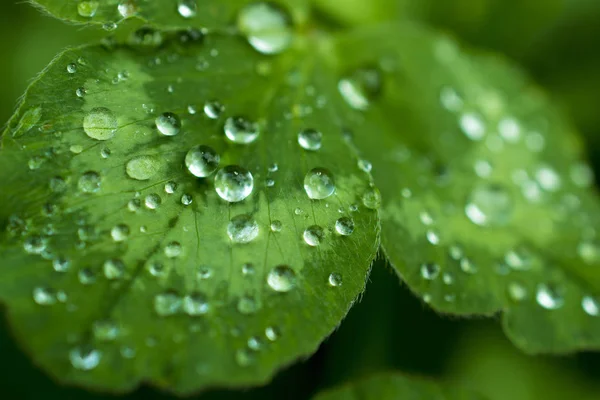 yeşil, zümrüt yonca yaprağı kaplı parlak çiğ veya yağmur damlaları: yaprakları yağmur, makro, doğal arka sonra